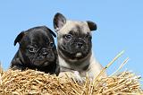 BOULEDOGUE FRANCAIS 599